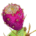 favicon 96x96 1